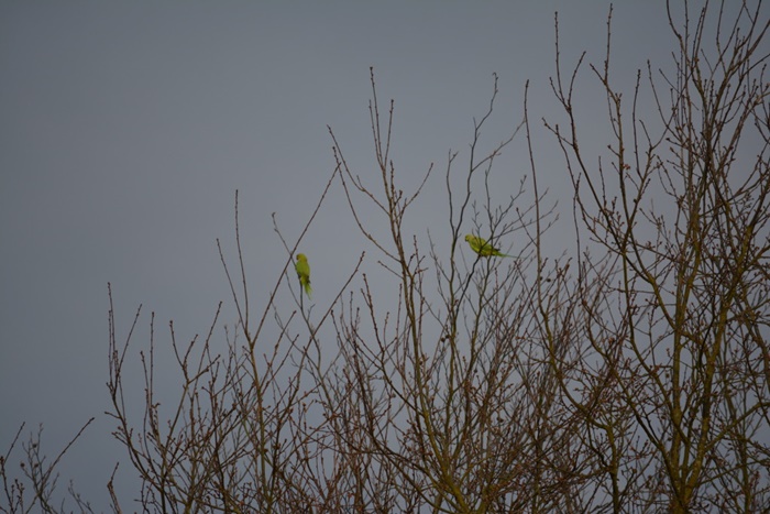 richmond park