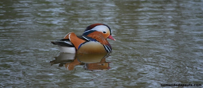 richmond park