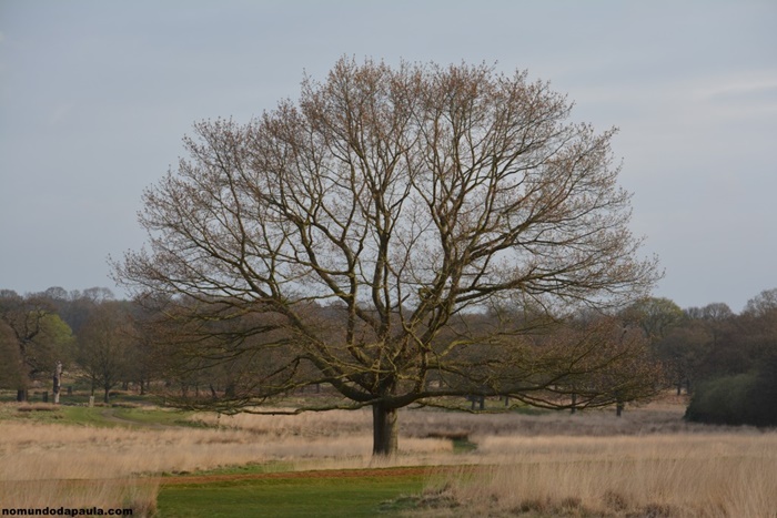 richmond park