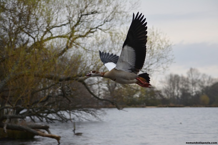richmond park