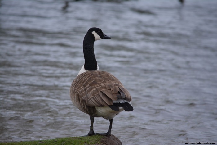 richmond park