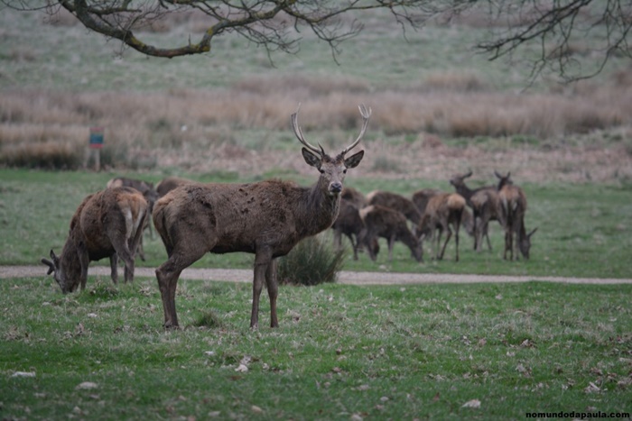 richmond park