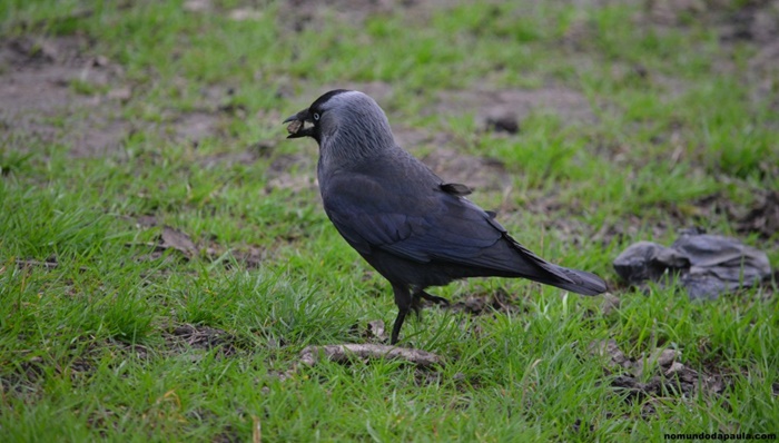 richmond park