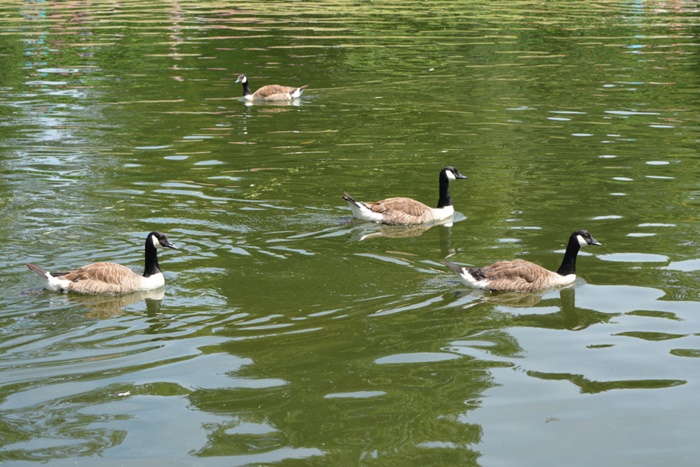 st james's park