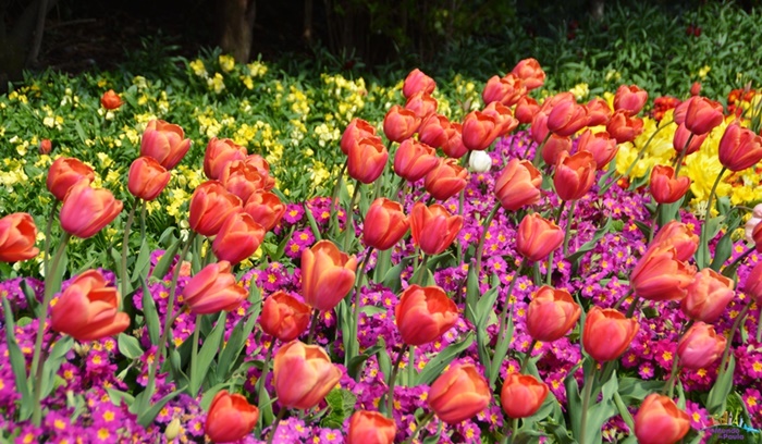 st james's park