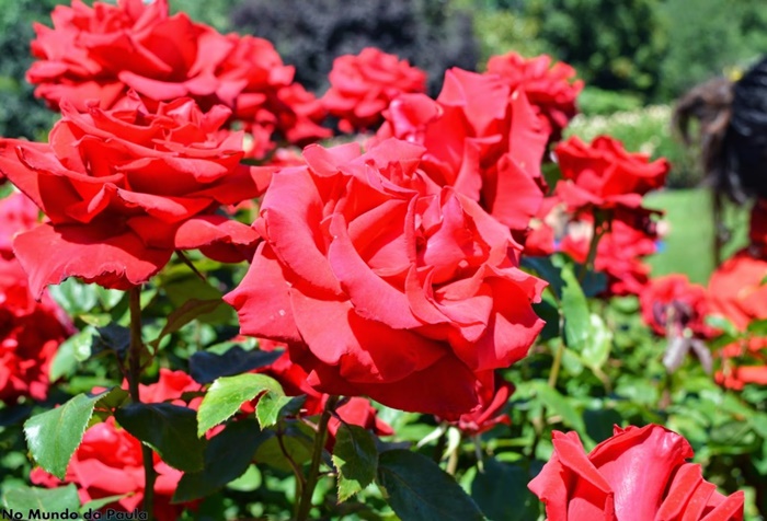 regent's park