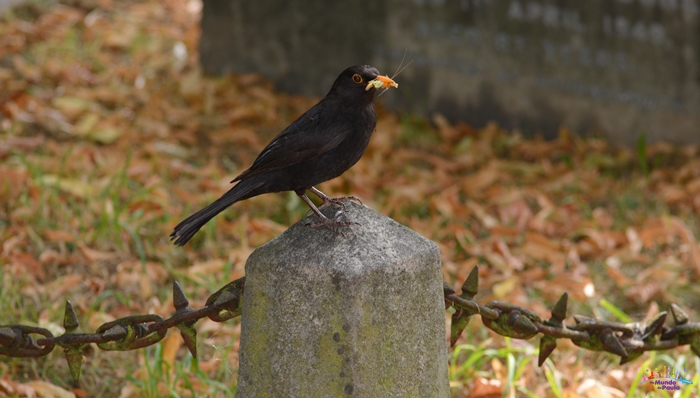 brompton cemetery
