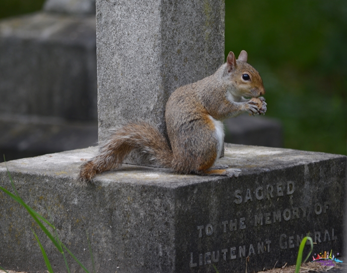 brompton cemetery