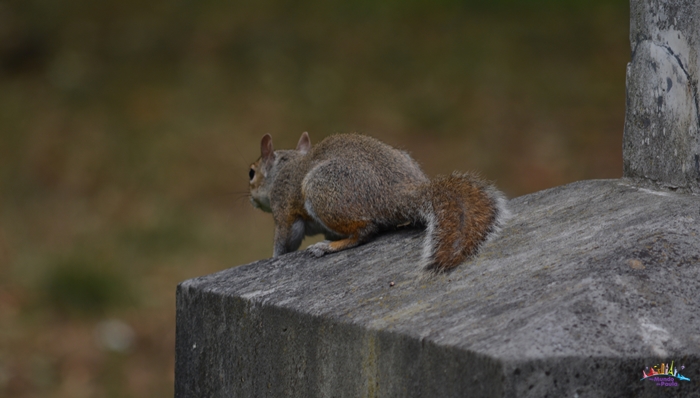 brompton cemetery