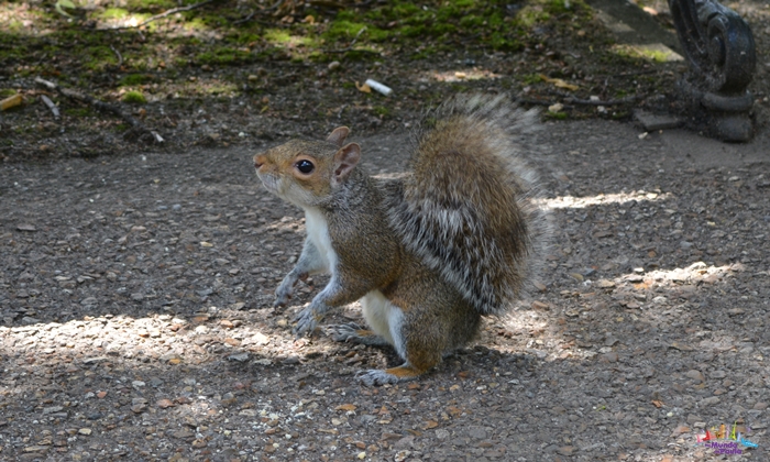 regent's park