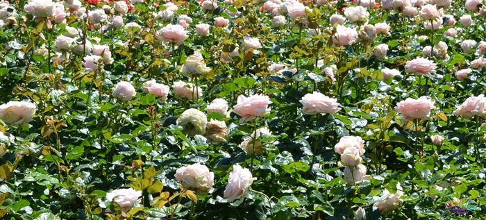 regent's park