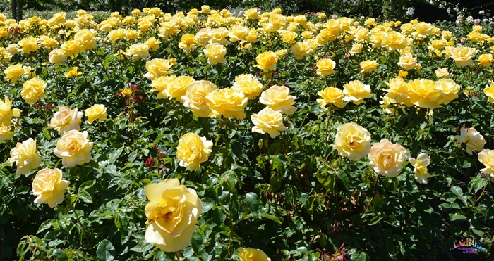 regent's park