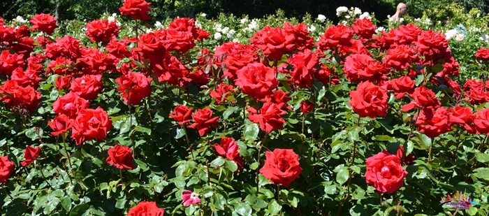 regent's park