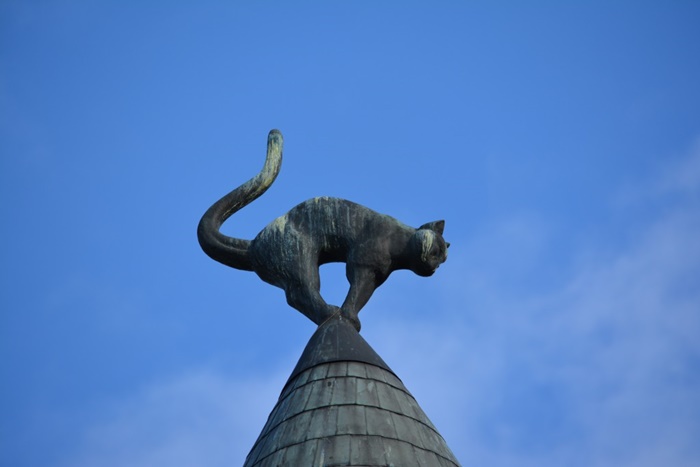 riga . casa do gato