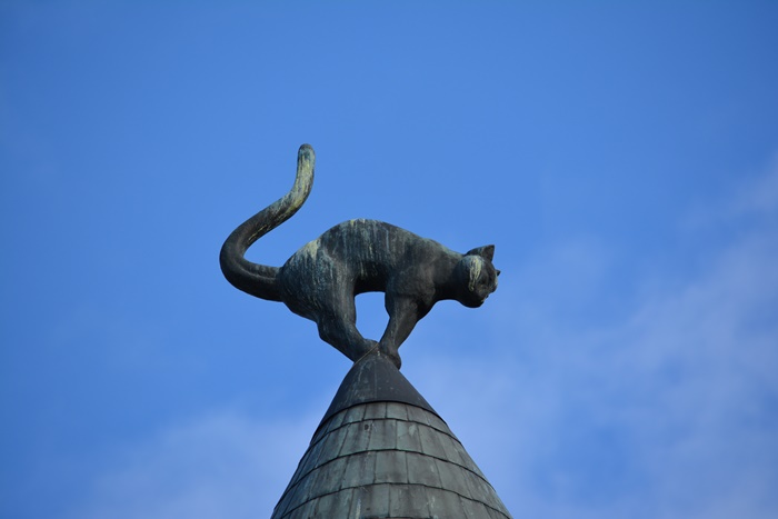 riga . casa do gato