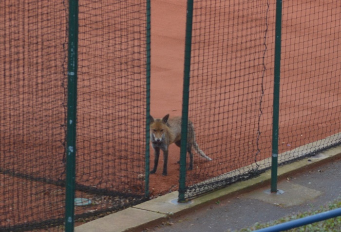 existe raposa em londres