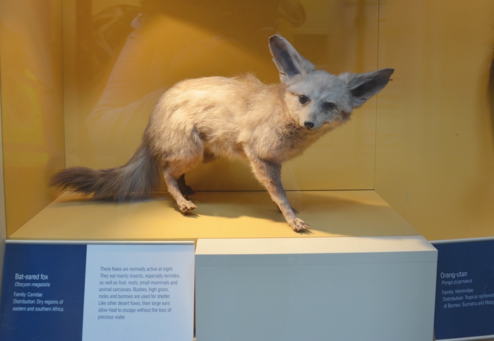 museu de história natural