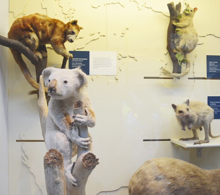 museu de história natural