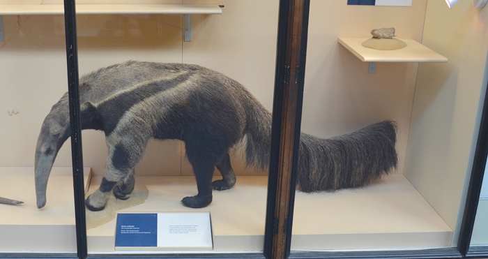 museu de história natural