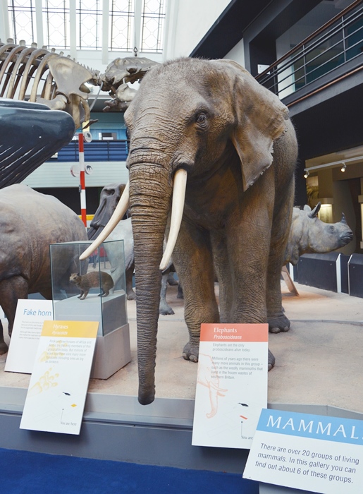 museu de história natural