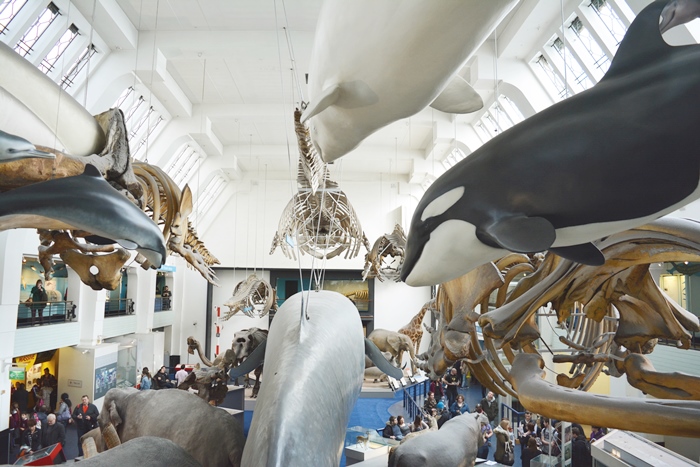 museu de história natural