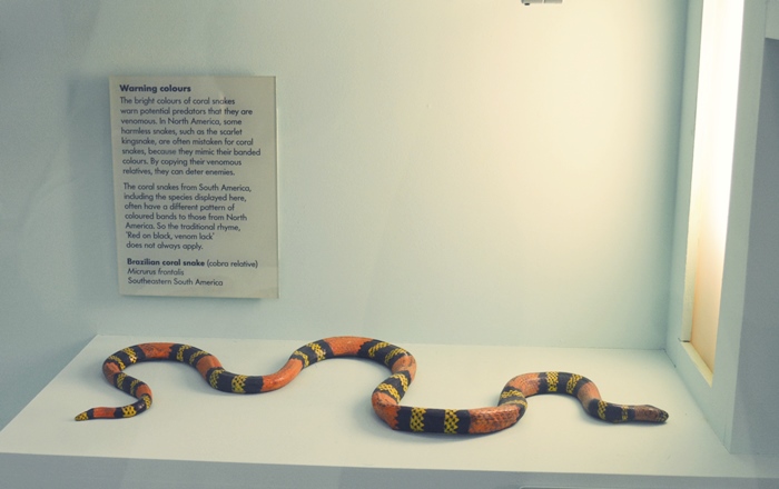 museu de história natural
