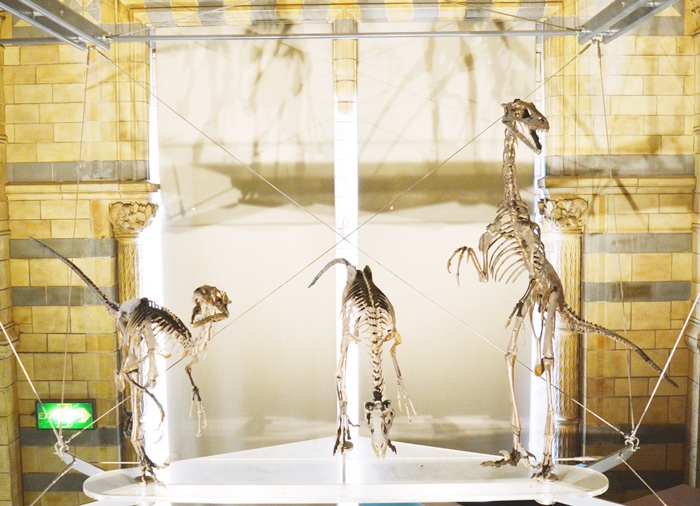 museu de história natural