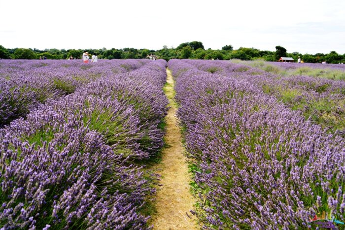Campo de lavanda perto de Londres