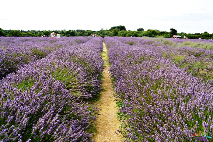 campo de lavanda perto de Londres