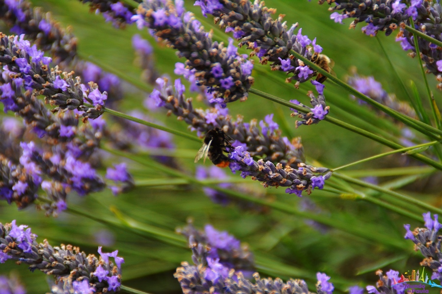 Campo de lavanda perto de Londres