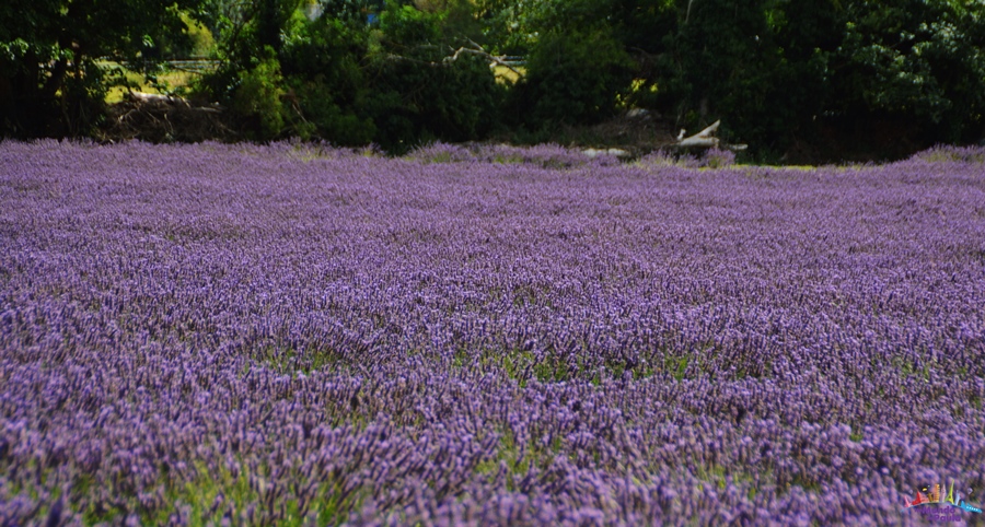 Campo de lavanda perto de Londres