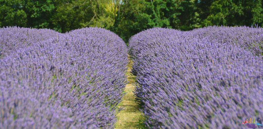 Campo de lavanda perto de Londres