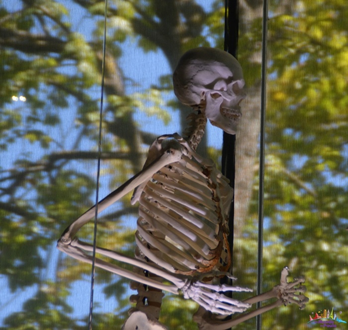 Museu de História Natural de Toulouse