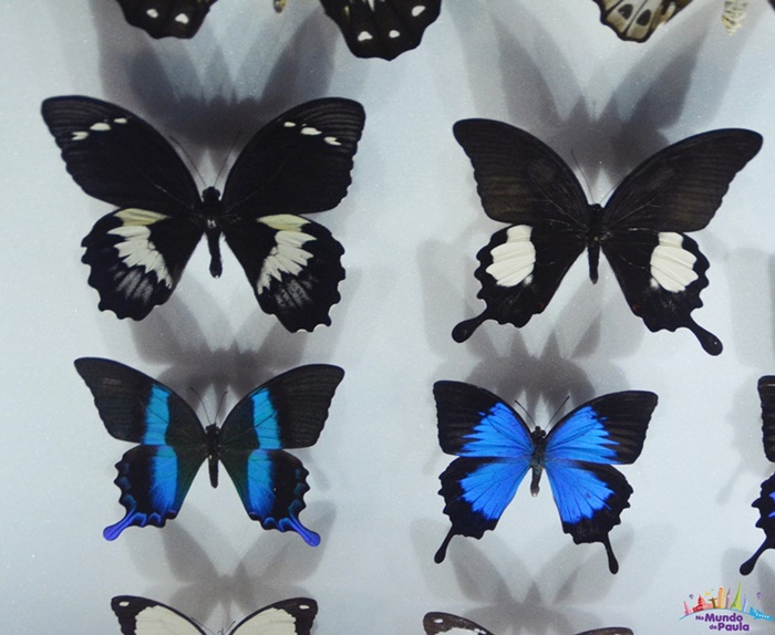 Museu de História Natural de Toulouse