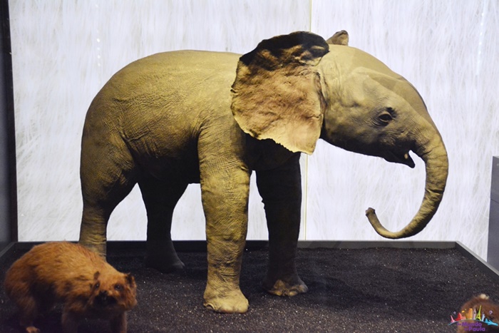 Museu de História Natural de Toulouse