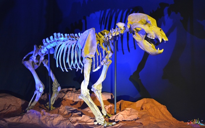 Museu de História Natural de Toulouse