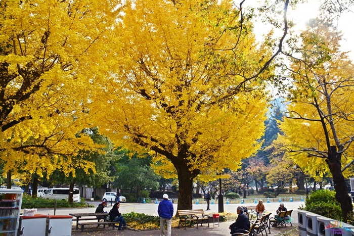 5 parques para conhecer em tóquio
