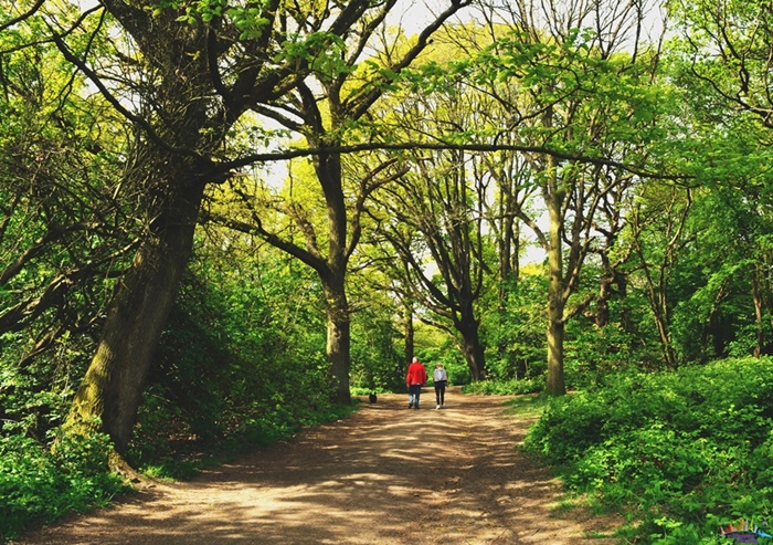 hampstead heath