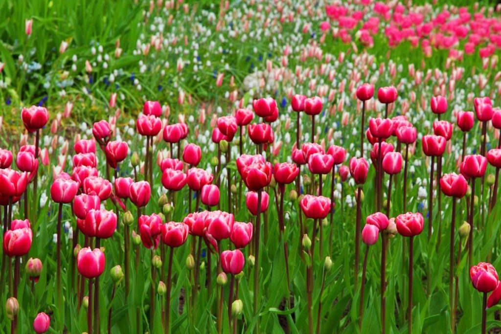 primavera em londres