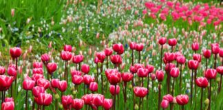 primavera em londres