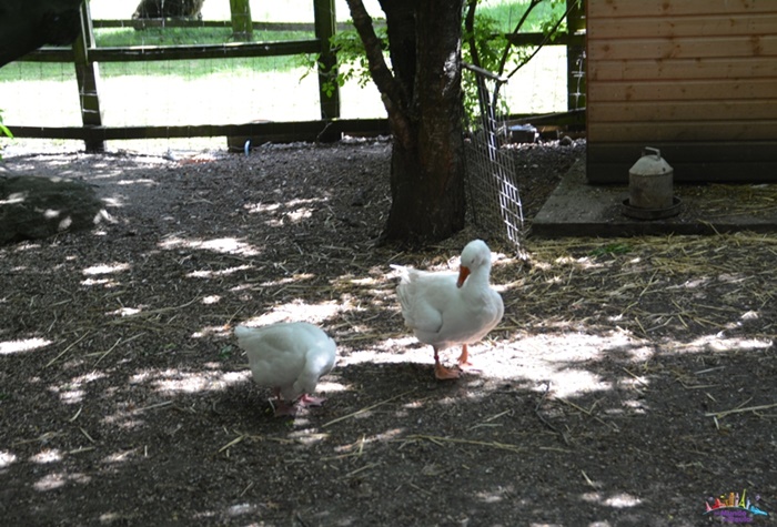 newham city farm