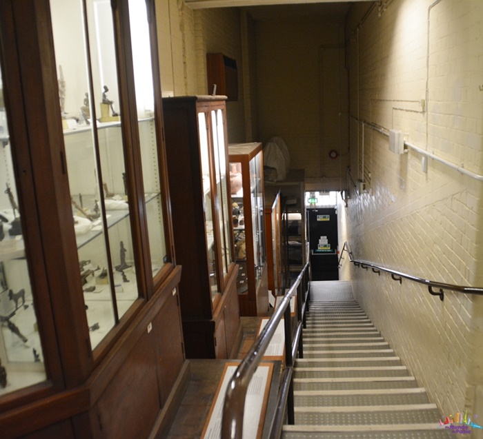 museu petrie