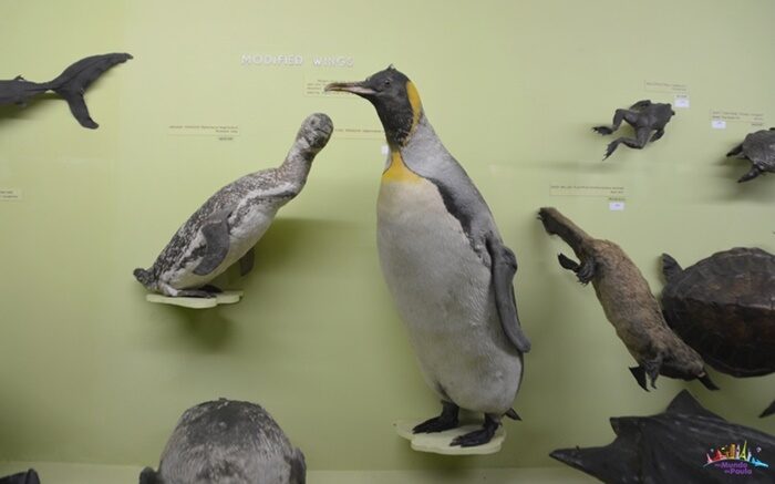 horniman museum