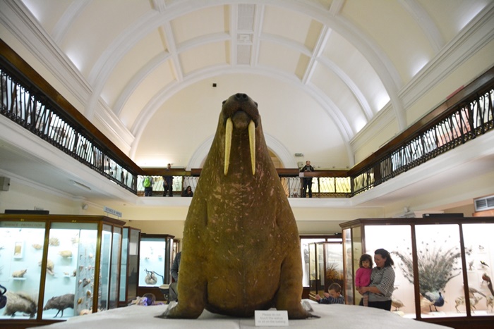 horniman museum