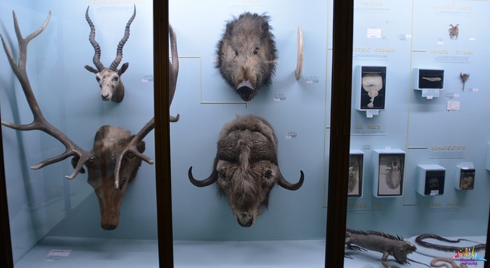 horniman museum
