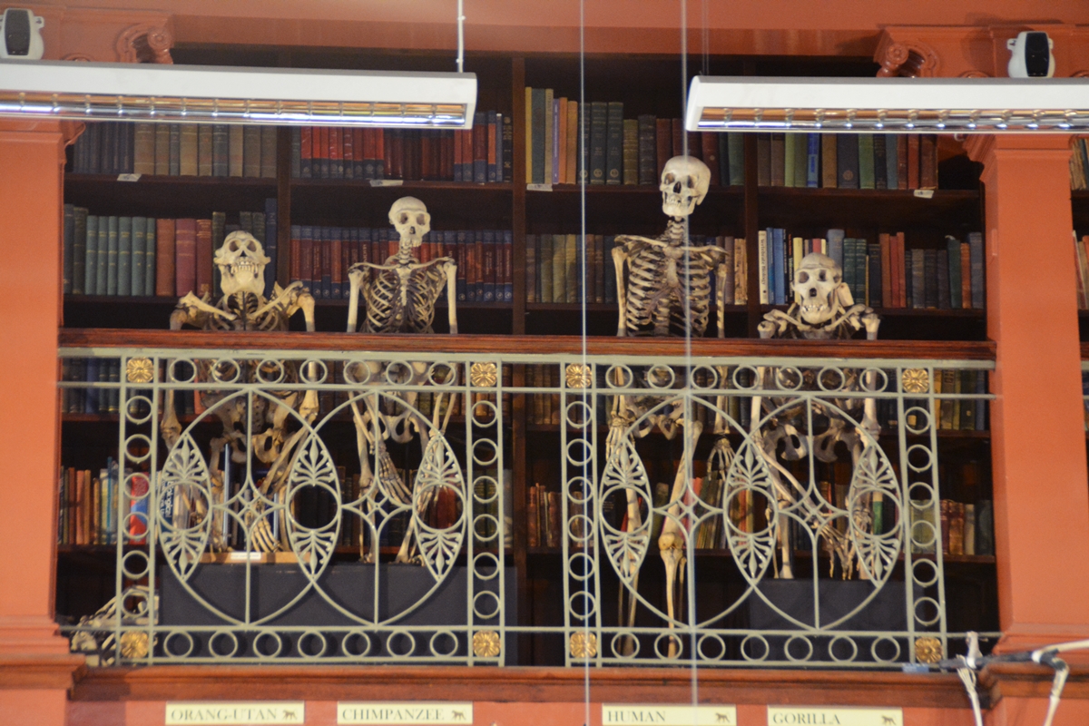Grant Museu de Zoologia