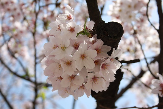 sakura toquio