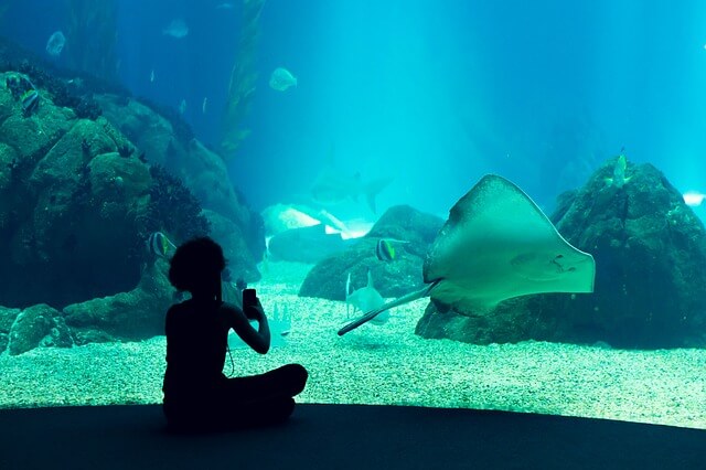 oceanario de lisboa