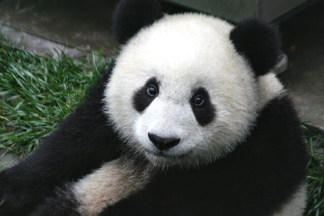 panda china
