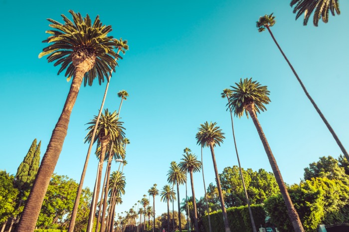 beverly hills palmeiras